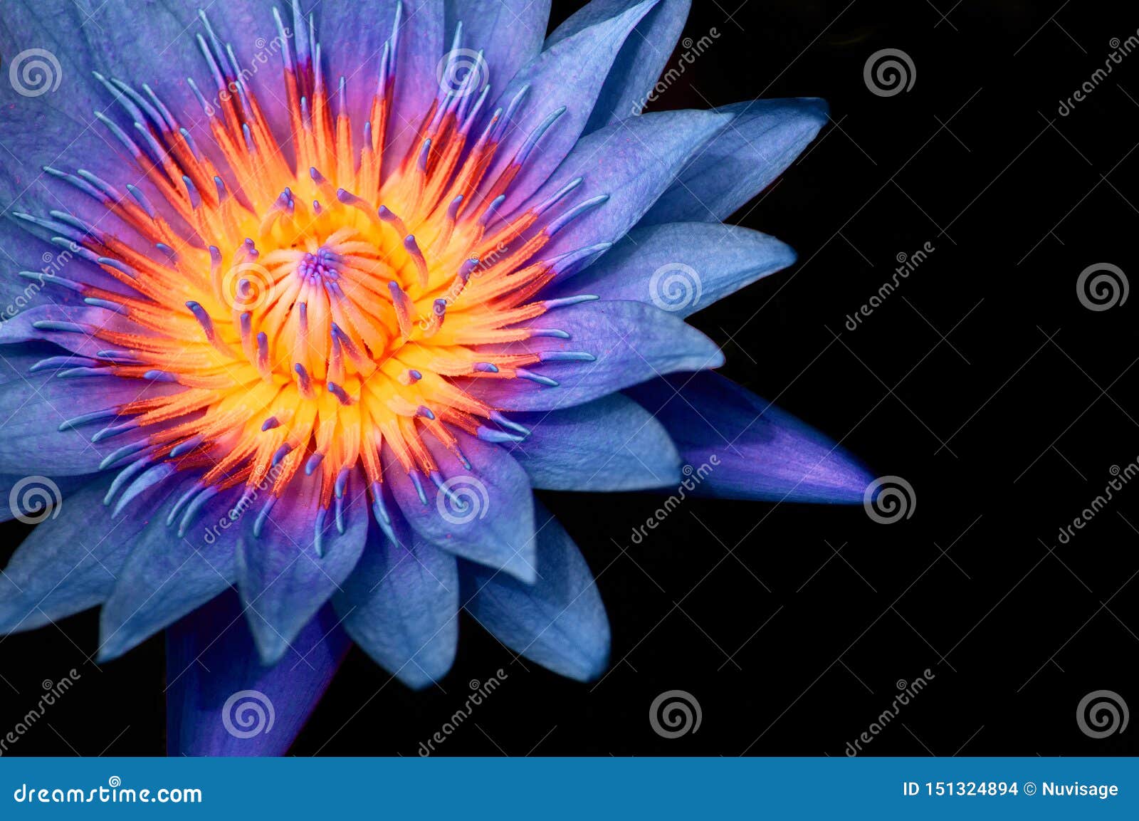 55,654 Blue Lily Stock Photos - Free & Royalty-Free Stock Photos from  Dreamstime