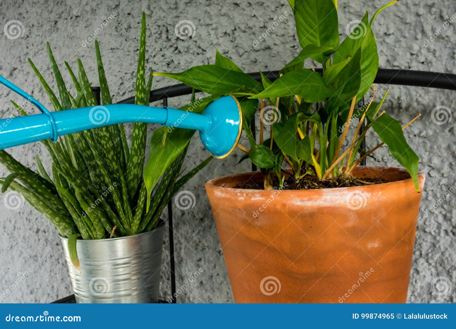 Blue Watering Can Giving Water To Orchid Plant With Aloe Vera