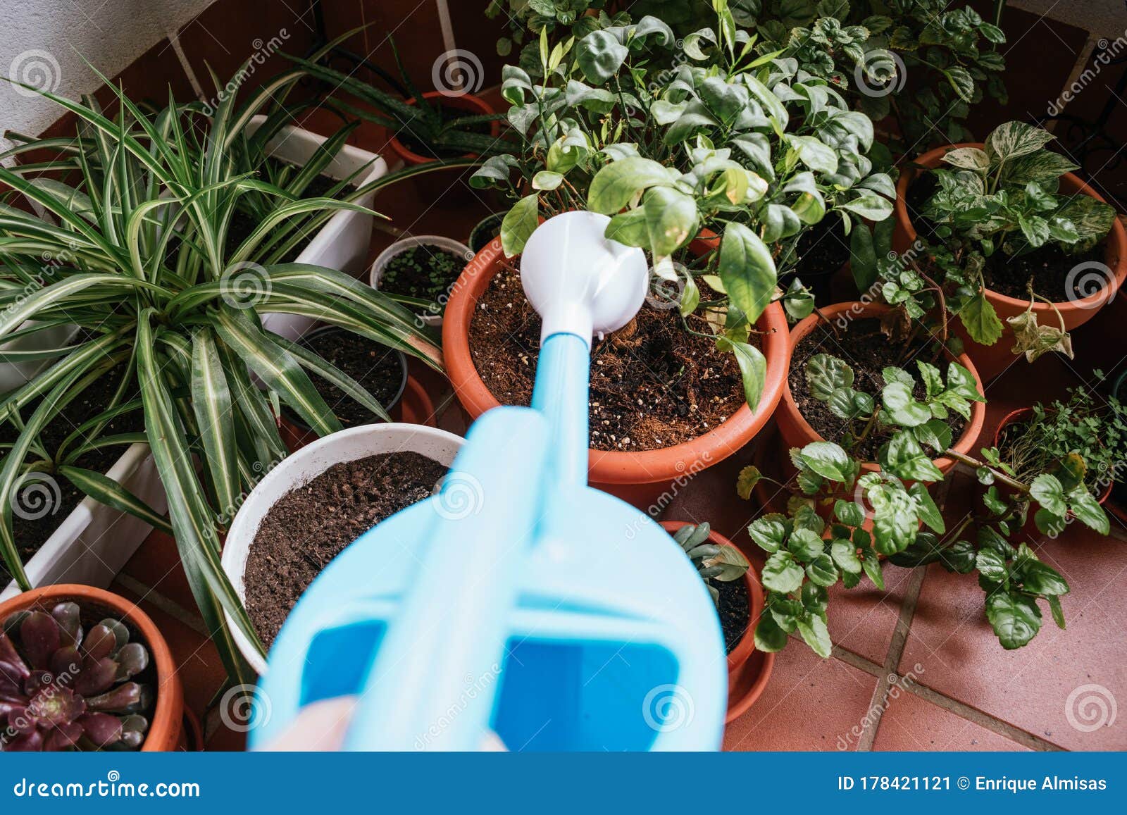 Blue Watering Can Watering Plants Stock Image Image of crocus, outdoors 178421121