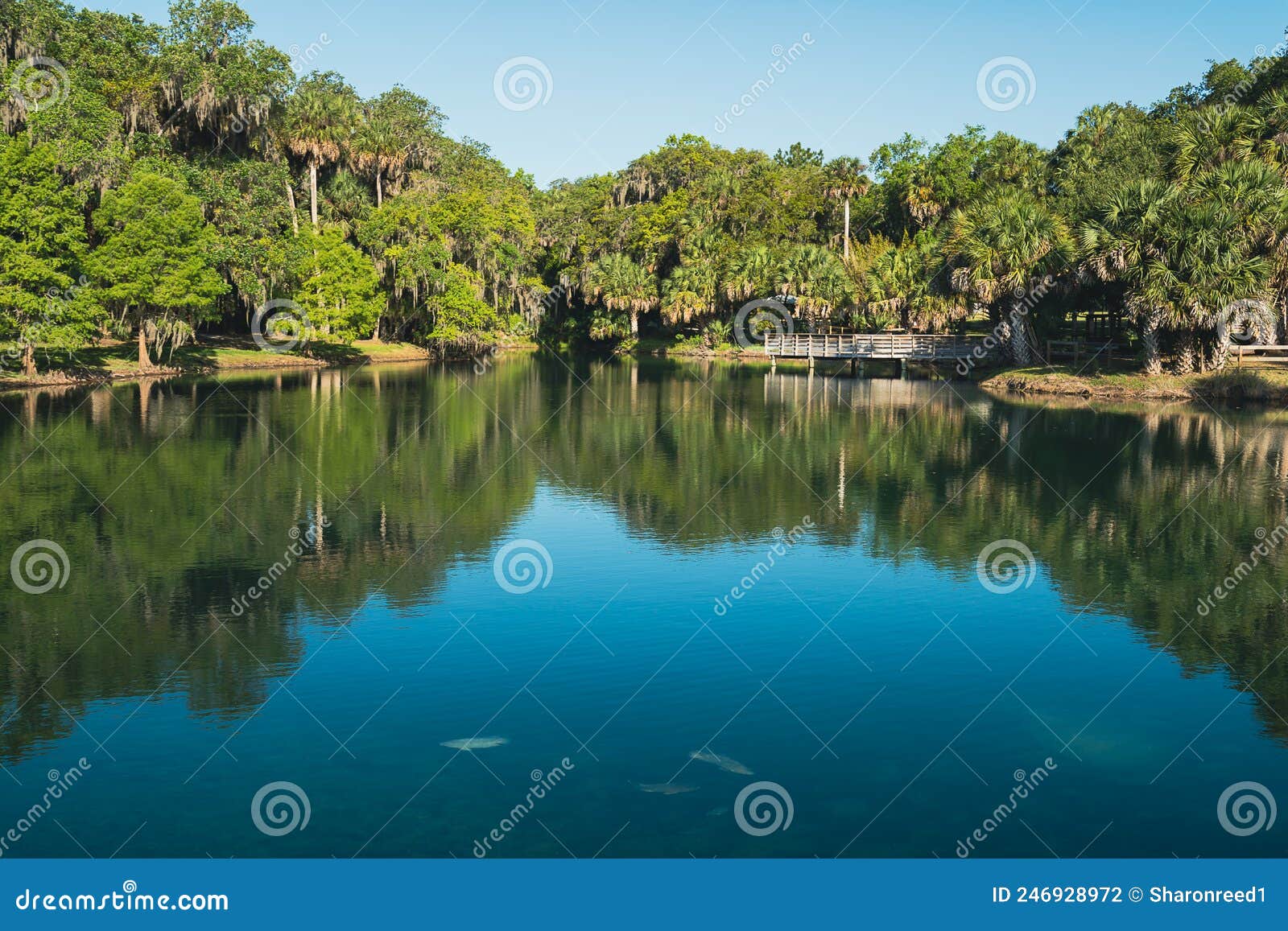 Blue Waters of Gemini Springs in DeBary, Florida Stock Photo Image of