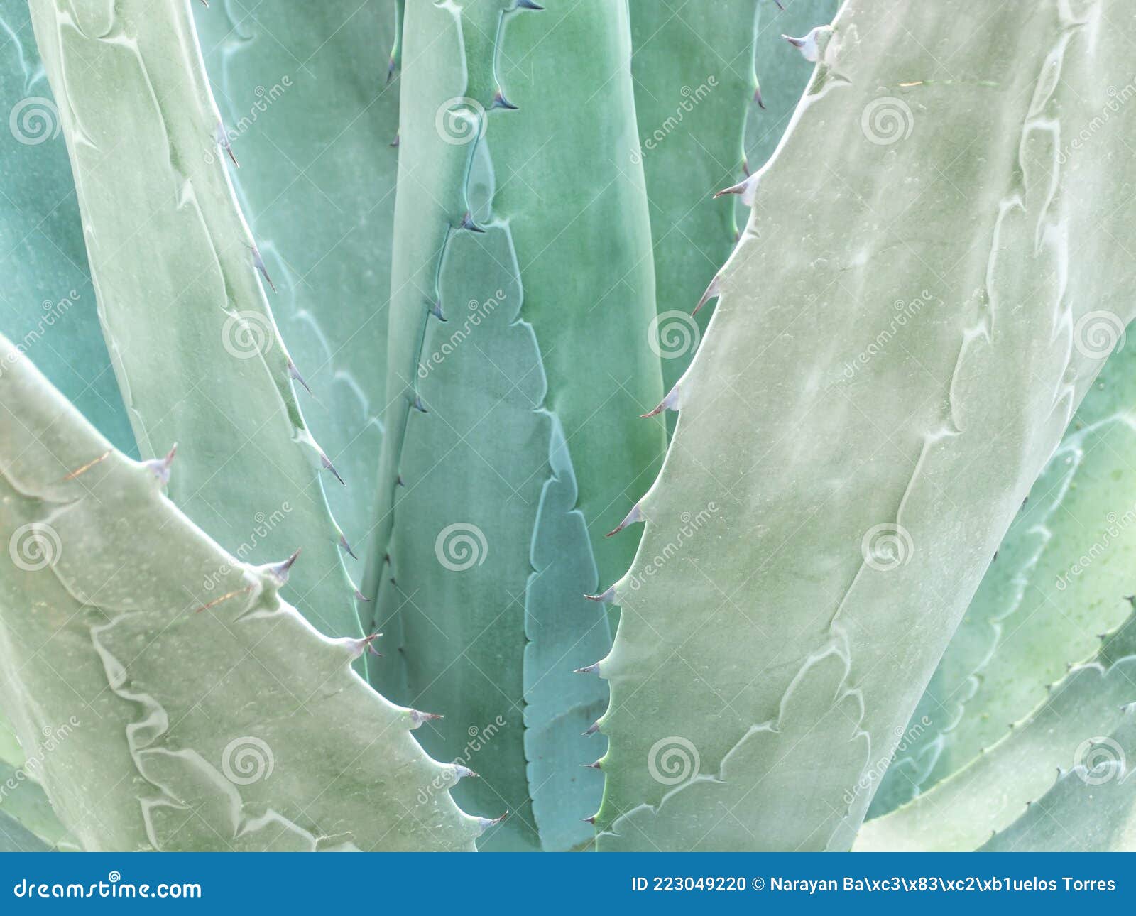 Blue er Agave Texture for Tequila, Blue Agave Background Stock Photo