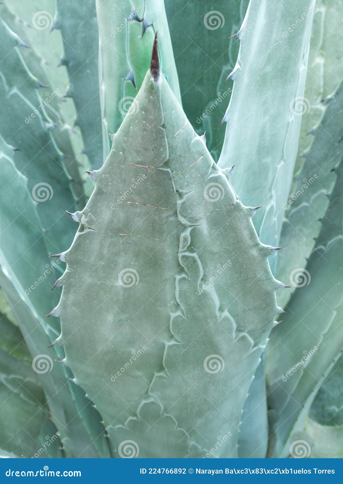 Blue er Agave Texture for Tequila, Blue Agave Background Stock Photo