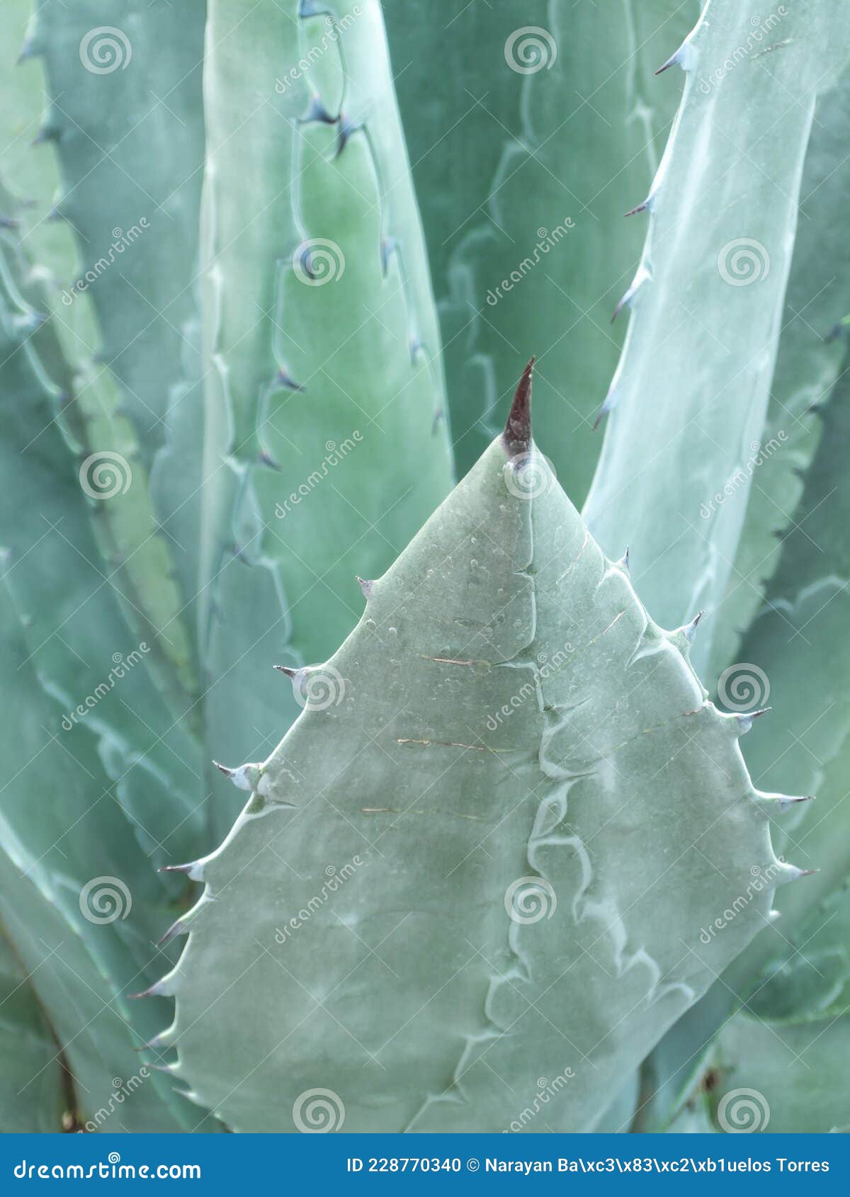 Blue er Agave Texture for Tequila, Blue Agave Background Stock Photo