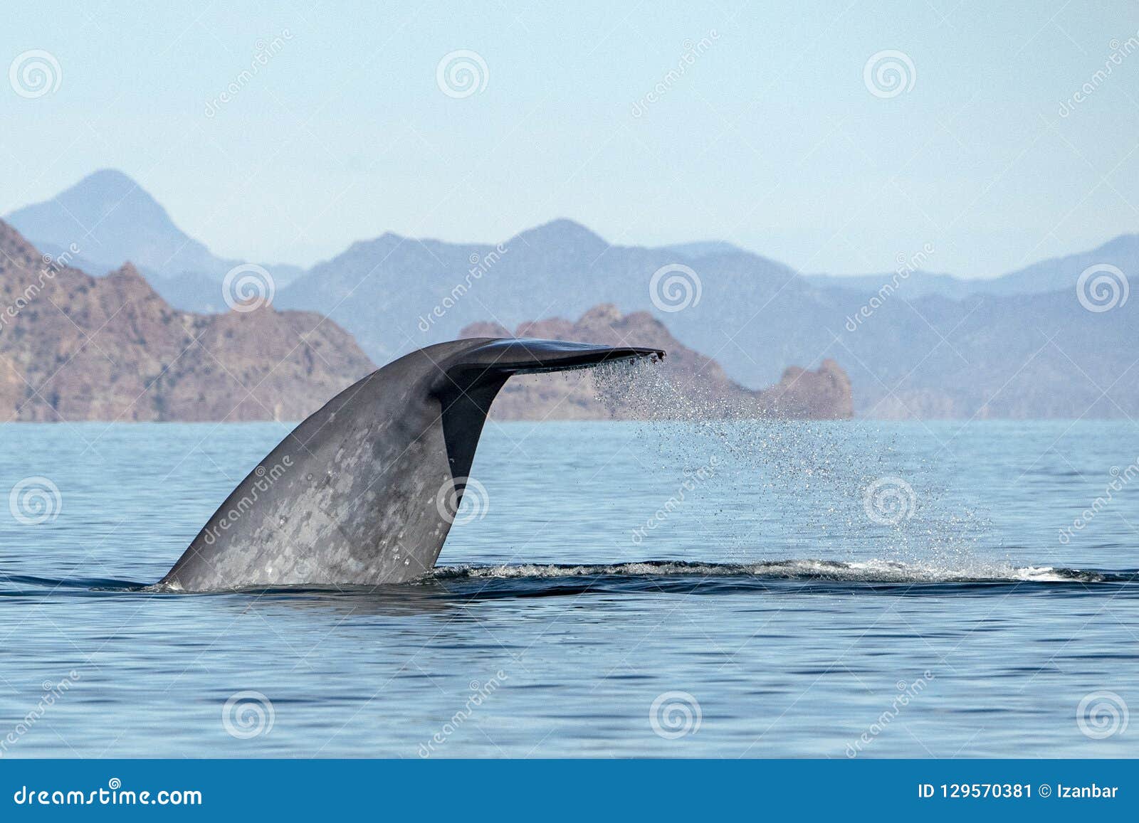 Blue Whale the Biggest Animal in the World Tail Detail Stock Image - Image  of mammal, nature: 129570381