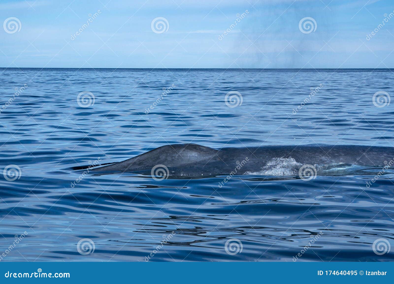 Blue Whale the Biggest Animal in the World Tail Detail Stock Image - Image  of ocean, fluke: 174640495