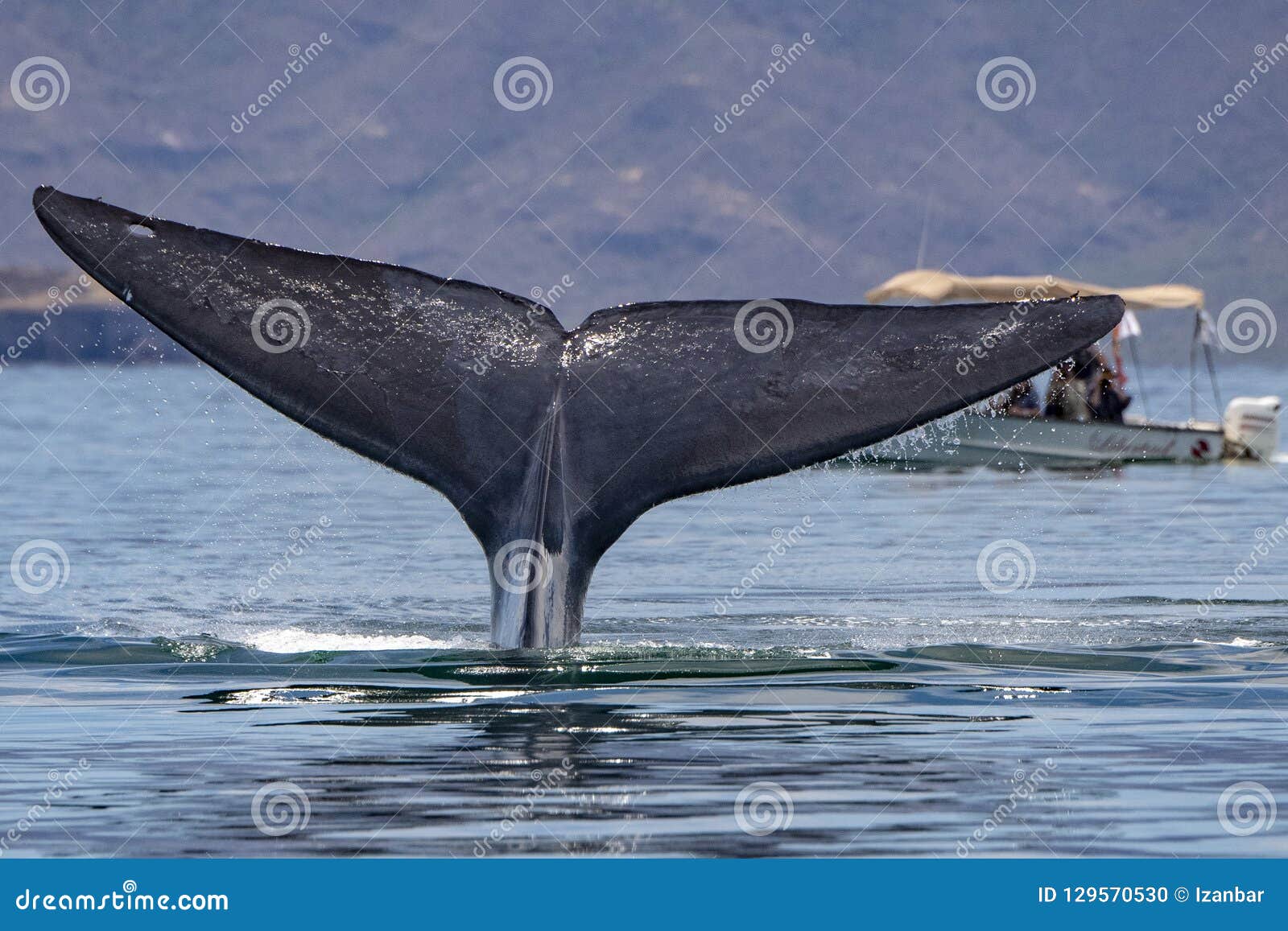 Blue Whale the Biggest Animal in the World Tail Detail Stock Photo - Image of  mammal, conservation: 129570530