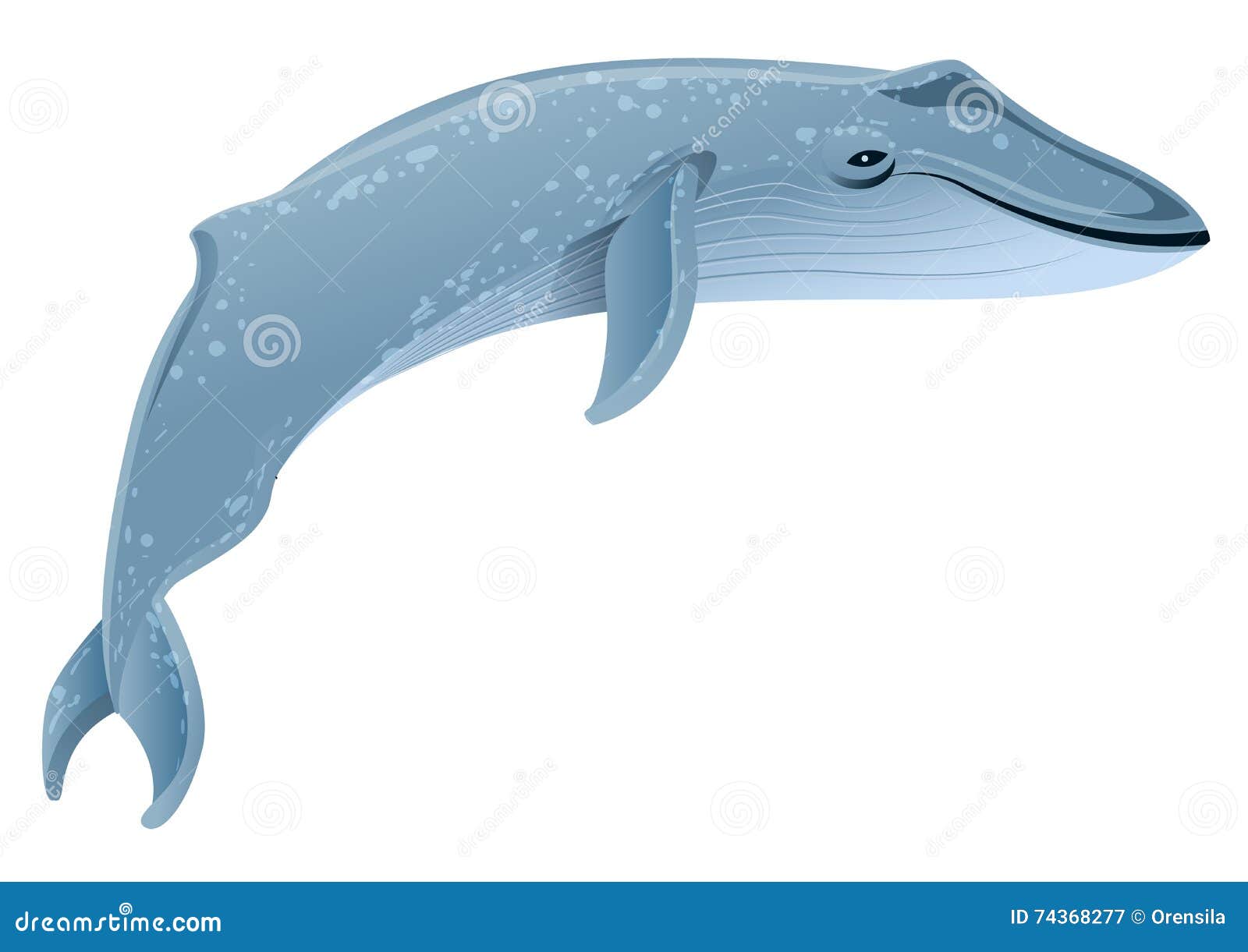 Blue Whale Marine Mammal. Blue Whale is Largest Animal on Earth Stock  Vector - Illustration of animal, massive: 74368277