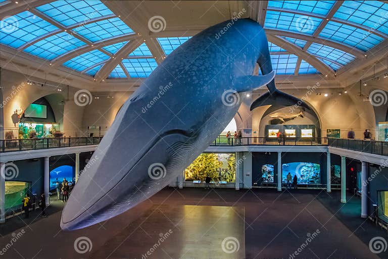 Blue Whale at Ocean Hall of the American Museum of Natural History AMNH
