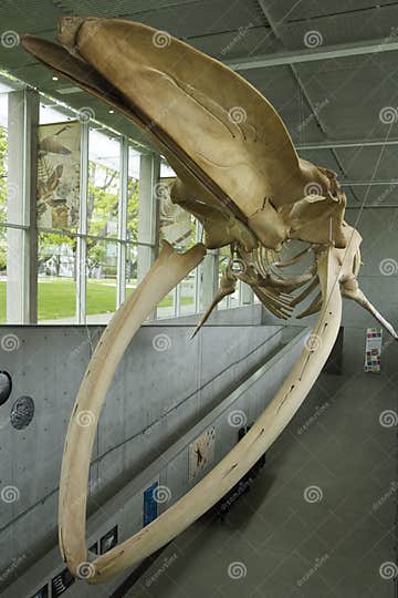 Blue Whale Skeleton, UBC Campus , Vancouver, British Columbia, Canada