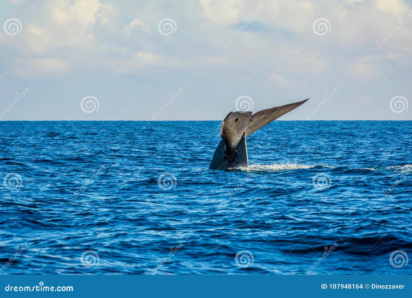 https://thumbs.dreamstime.com/z/blue-whale-tail-ocean-sri-lanka-107948164.jpg