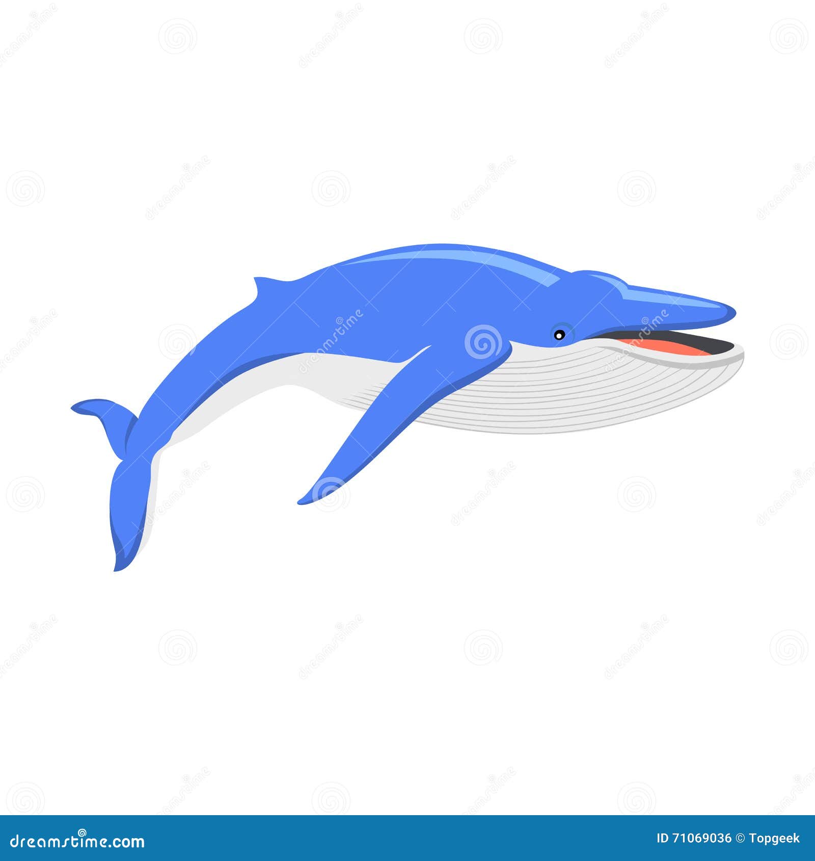 Blue Whale on White Background Stock Vector - Illustration of swimming,  body: 71069036