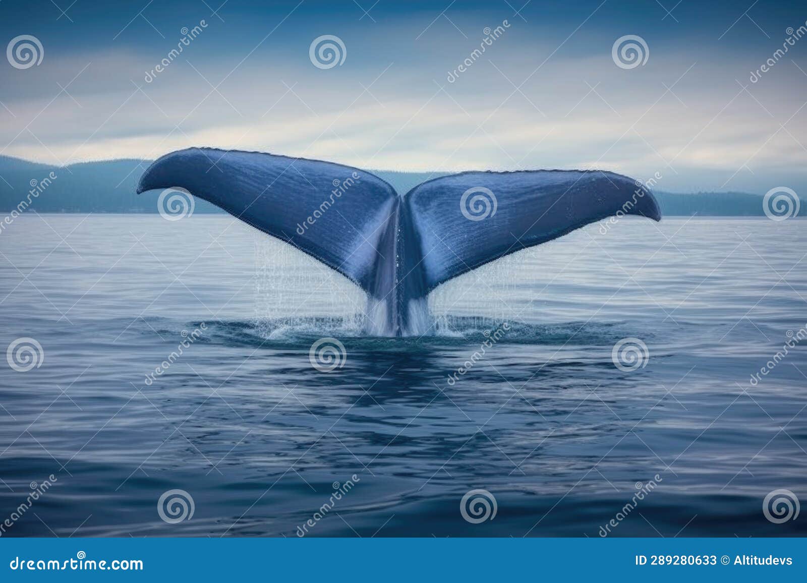 Blue Whales Tail Emerging from Ocean Surface Stock Image Image of endangered, aquatic 289280633