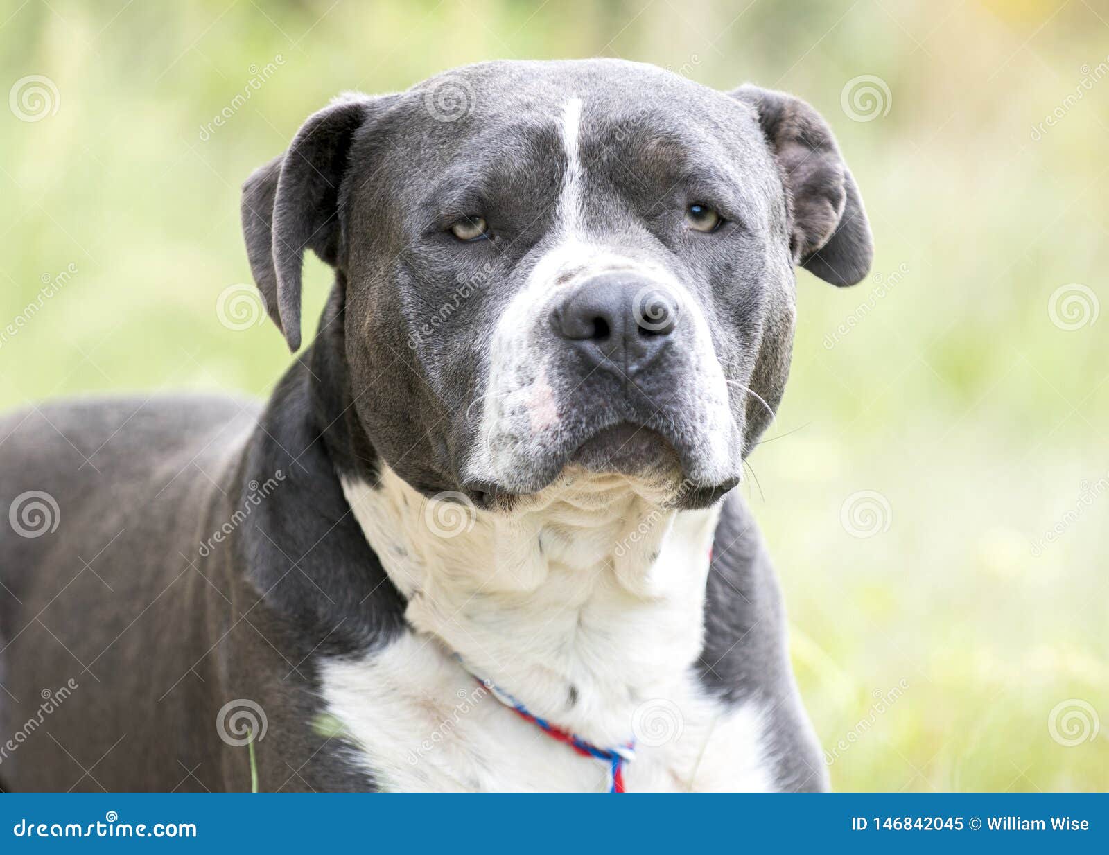 blue nose boxer