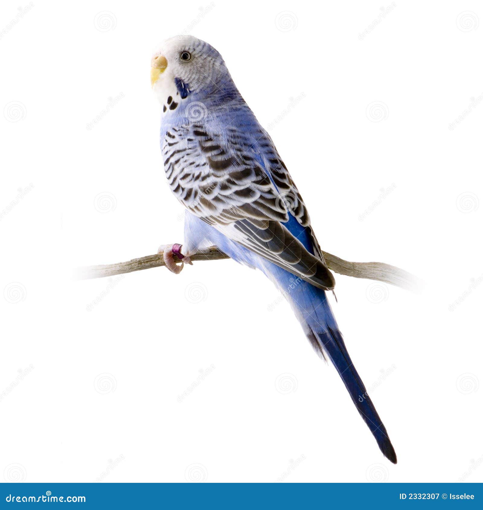 Blue and white budgie stock image. Image of parrot, animal 2332307