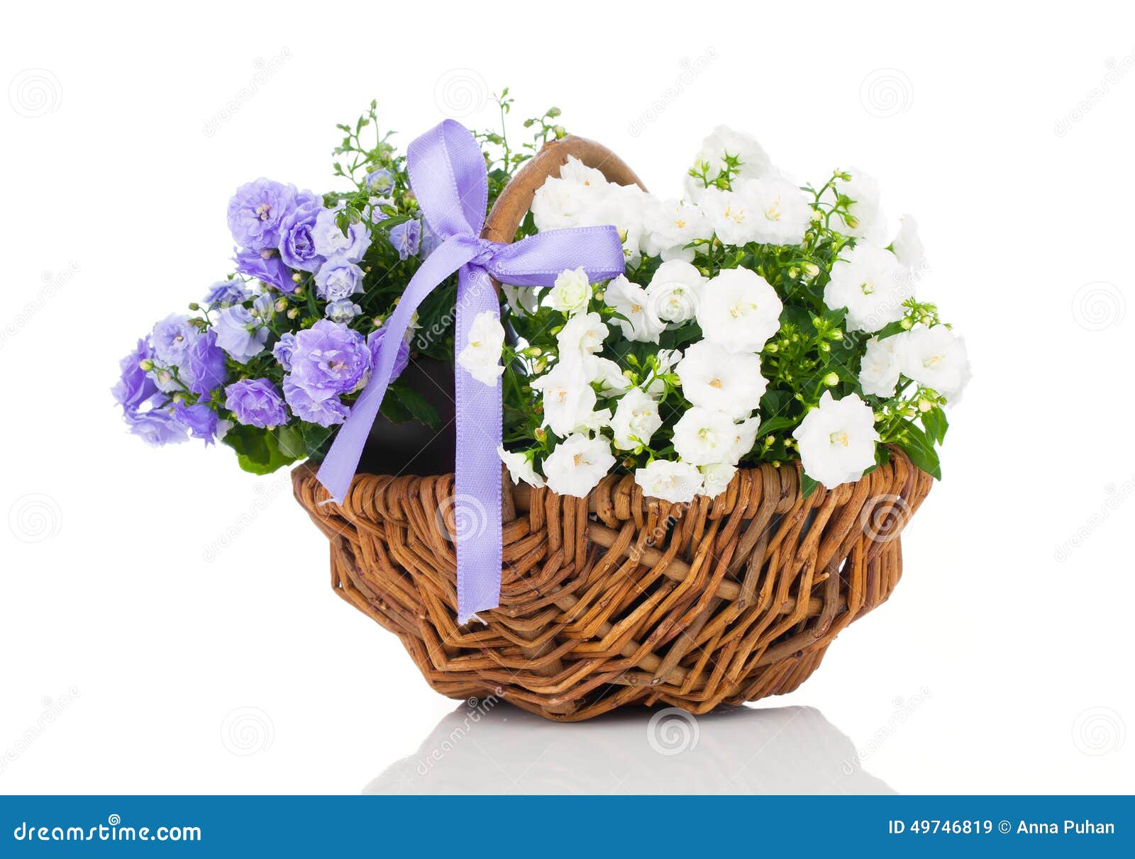 blue and white campanula terry flowers