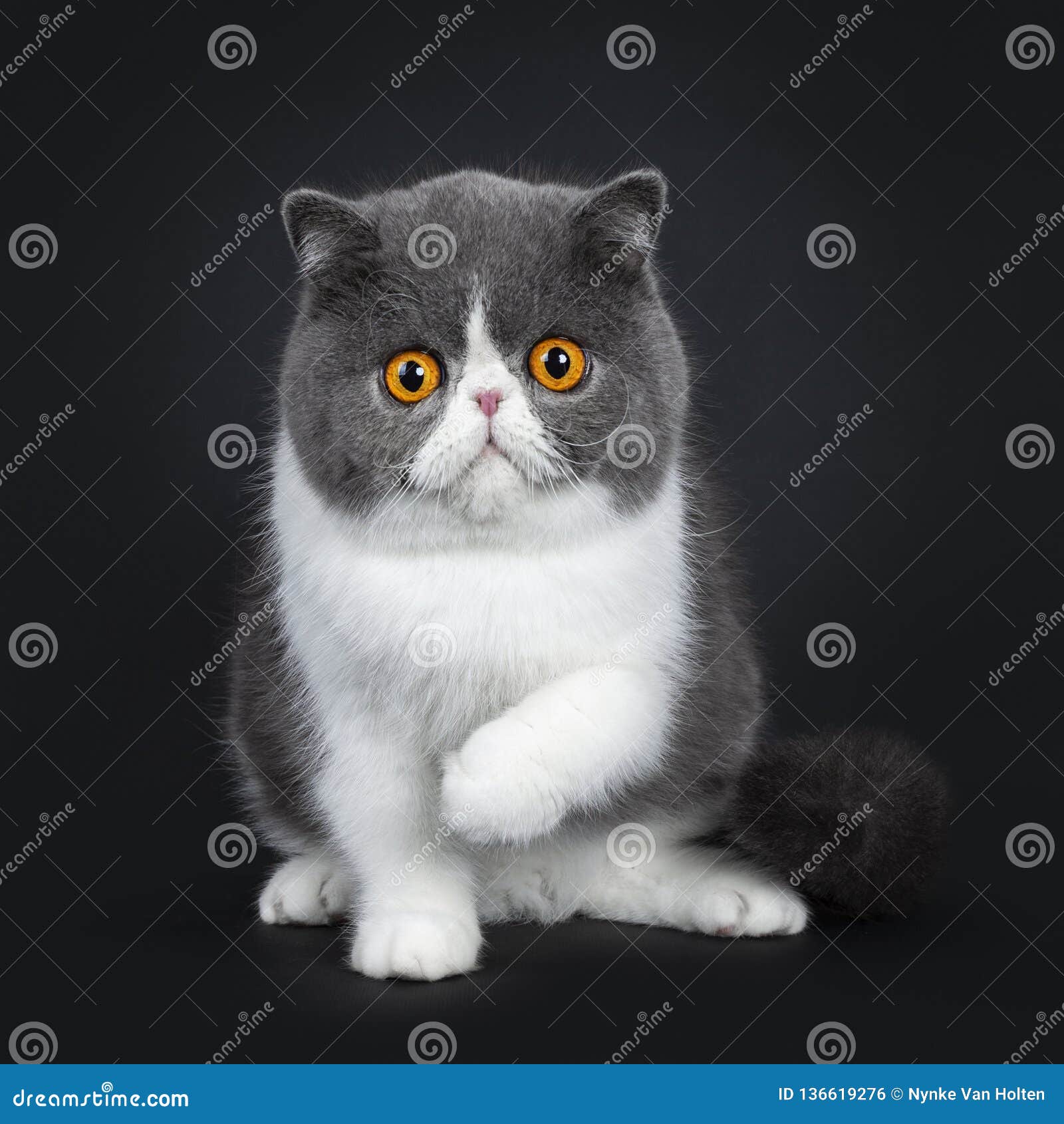 british shorthair blue and white