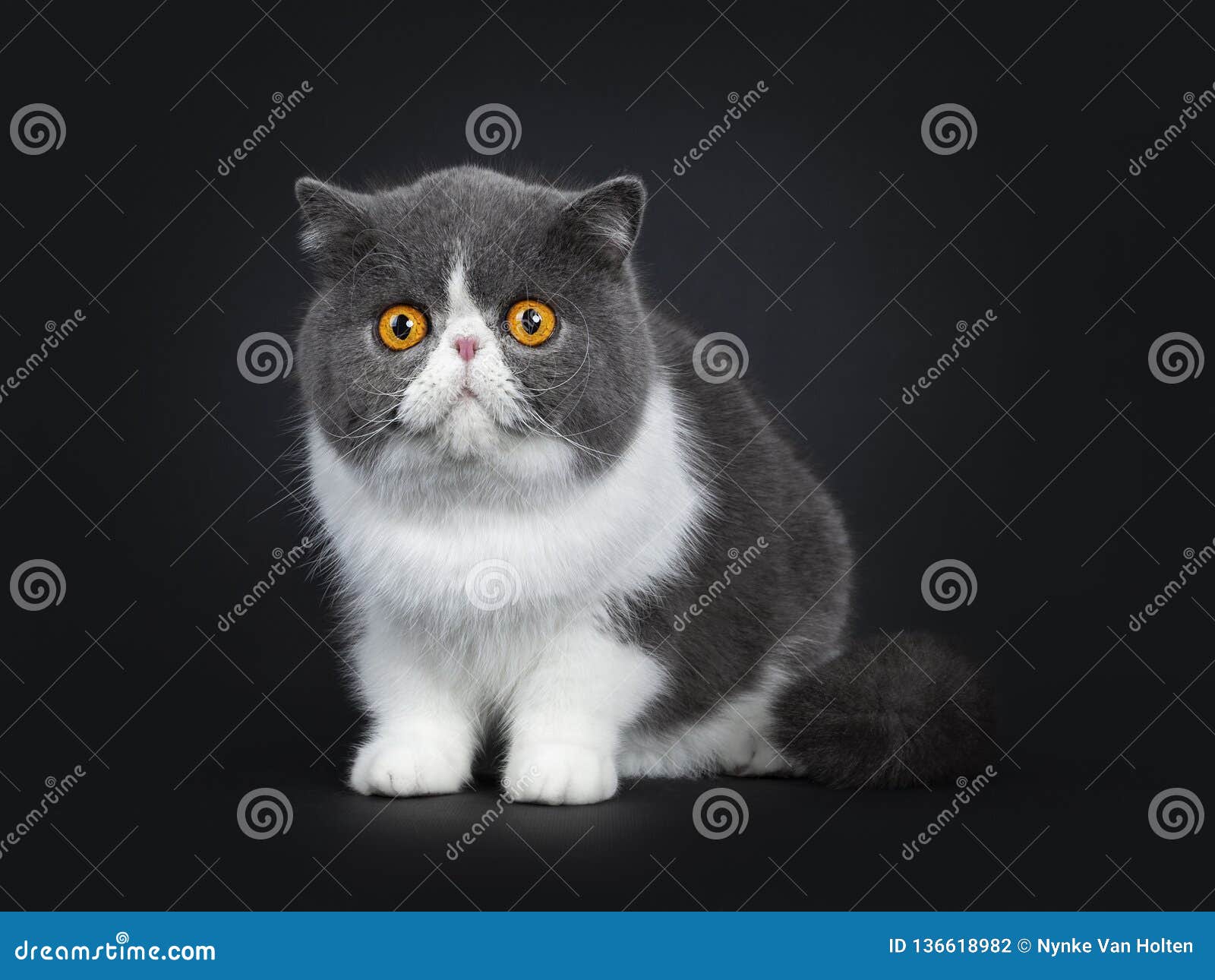 british shorthair blue and white