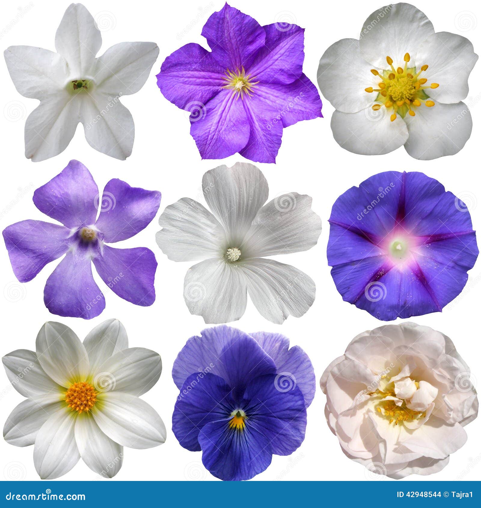 Blue and White Flowers stock photo. Image of flowers 42948544