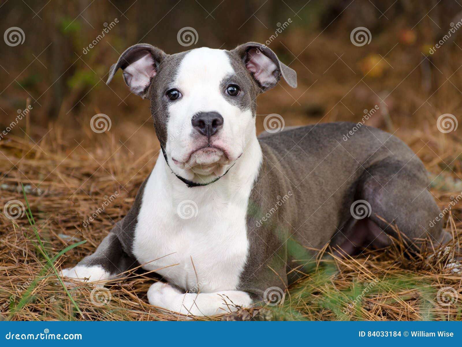 blue and white pitbull puppy
