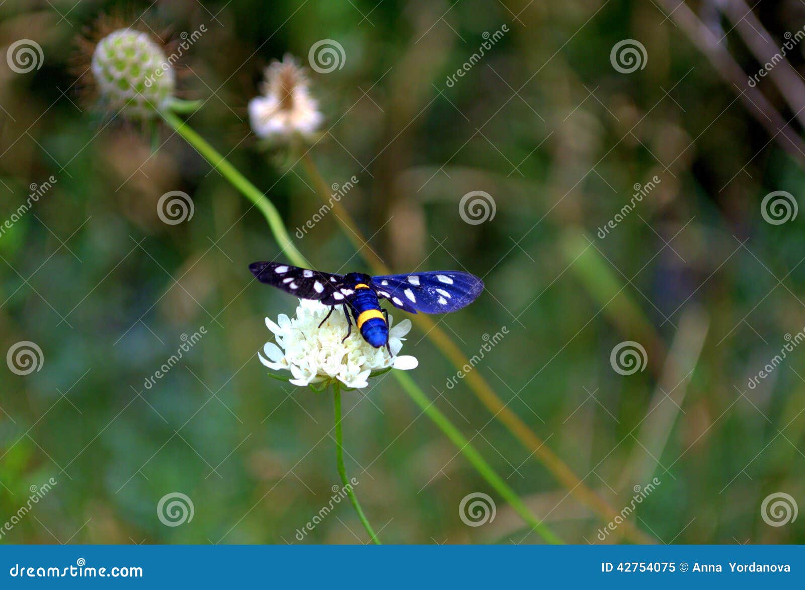 Blue White Spotted Butterfly Stock Image Image of magnificent, white