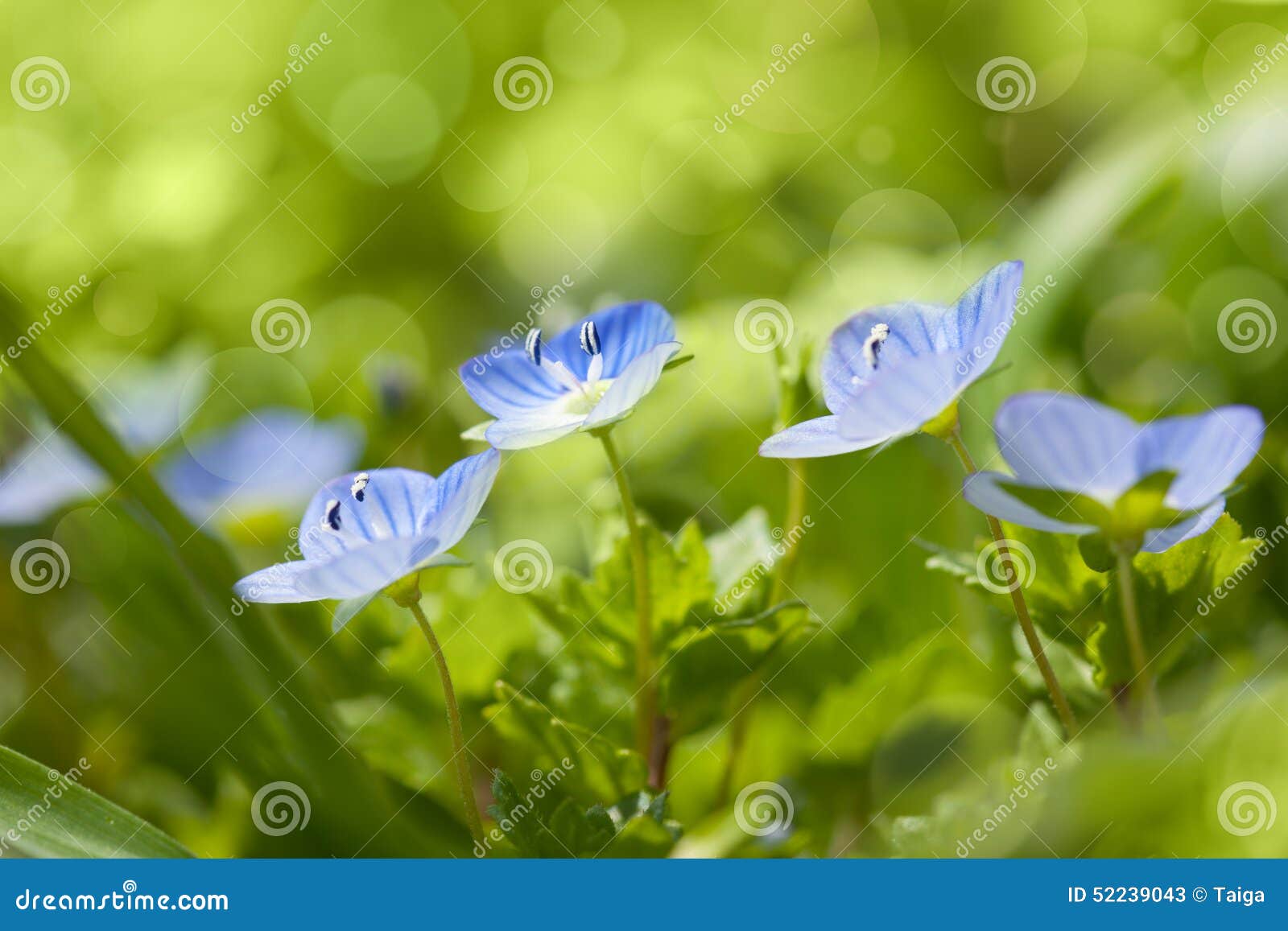 blue wild flowers on defocused background - fresh spring nature