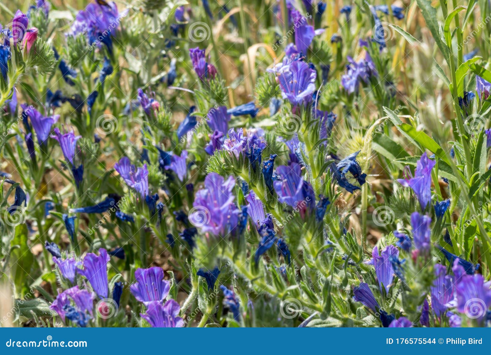 blue wild flowers growing near lake liscia