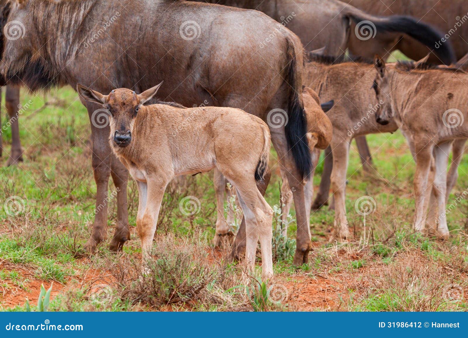 blue wildebeest calves