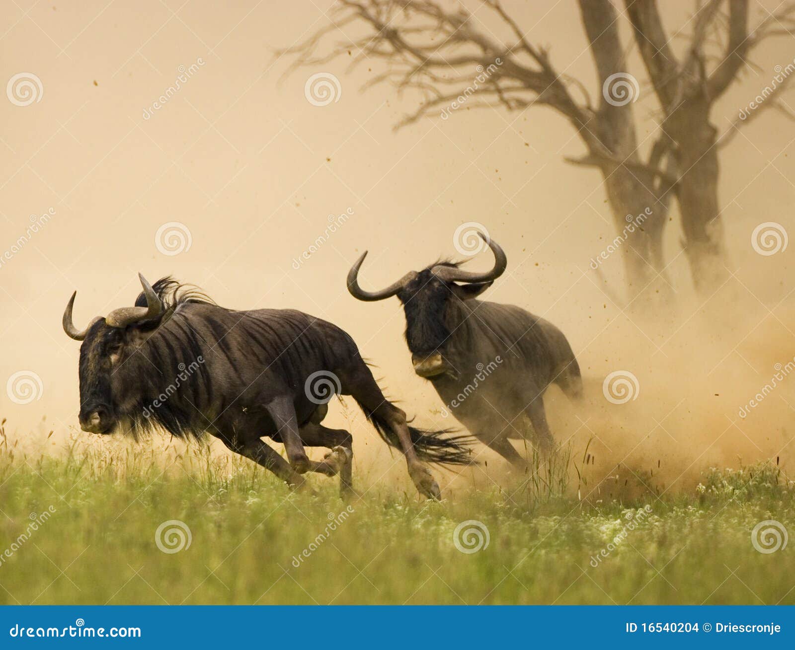 blue wildebeest chase