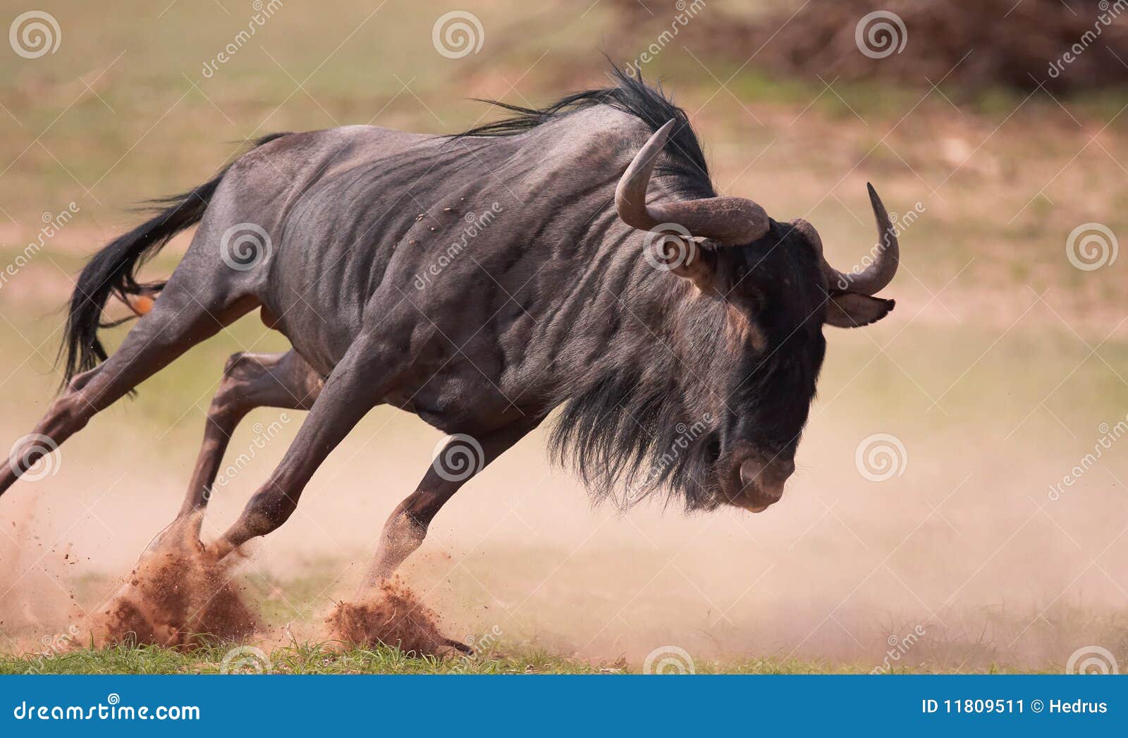 blue wildebeest (connochaetes taurinus)