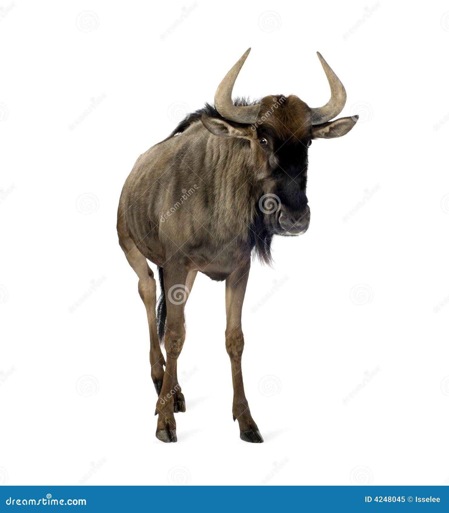 blue wildebeest - connochaetes taurinus