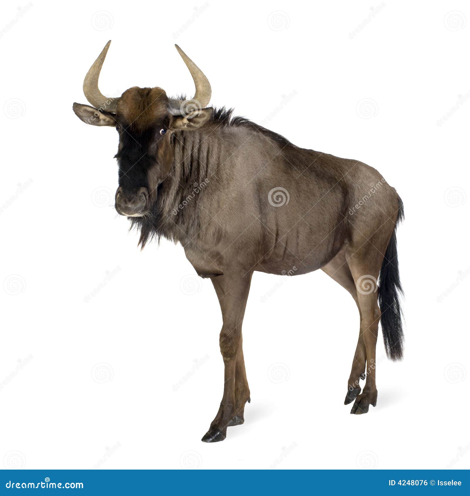 blue wildebeest - connochaetes taurinus