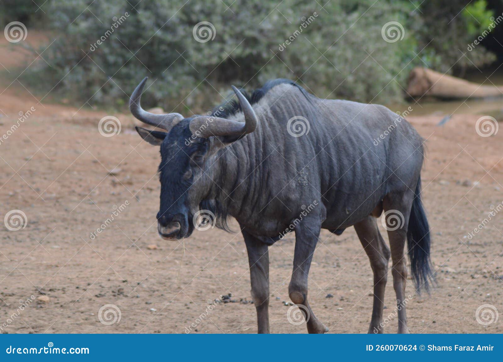 blue wildebeest in kruger national park