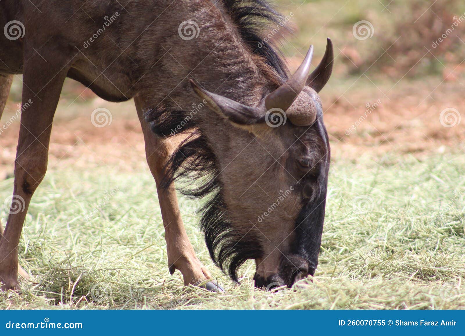 blue wildebeest in kruger national park
