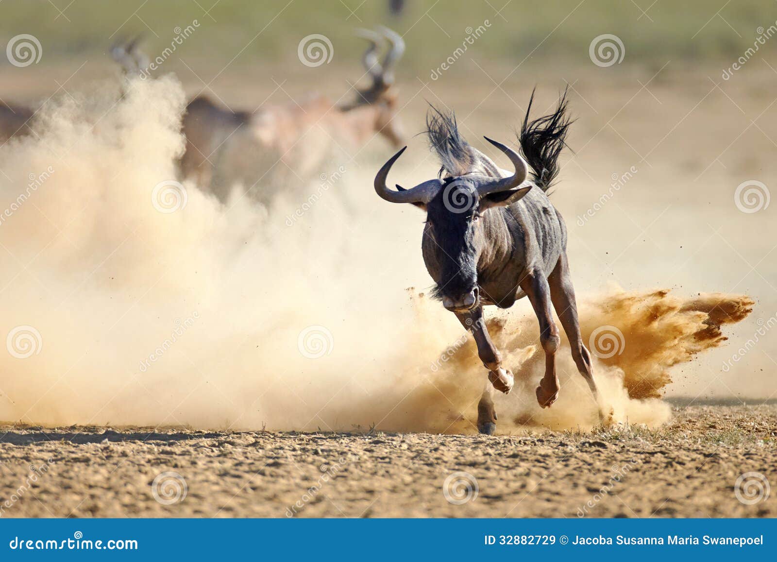 blue wildebeest running on dusty plains