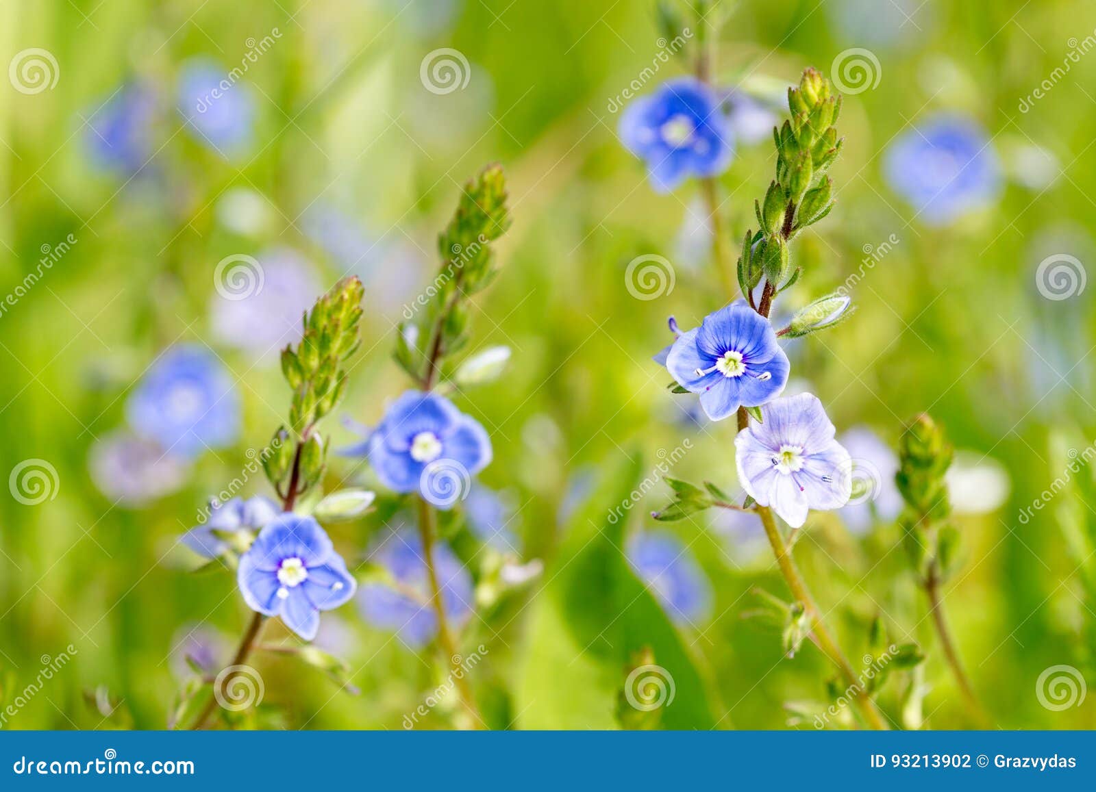 Blue Wildflowers at the Meadow Stock Photo Image of detail, outdoors