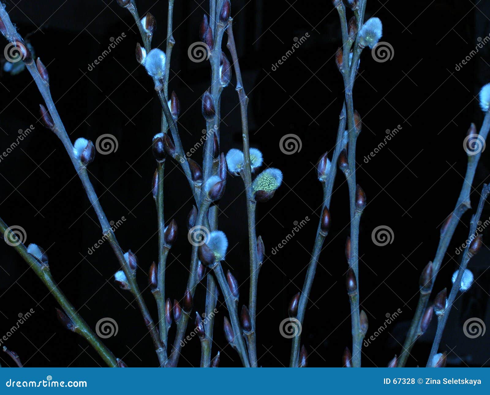 blue willow
