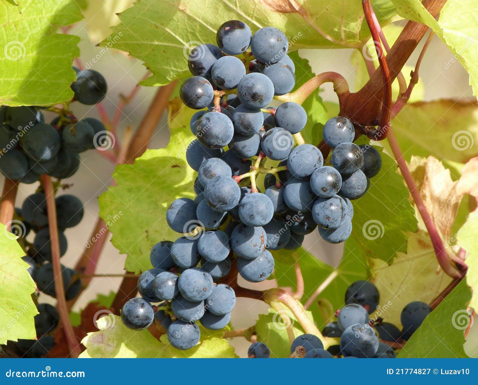 Blue wine grapes stock image. Image of riesling, alcohol 21774827