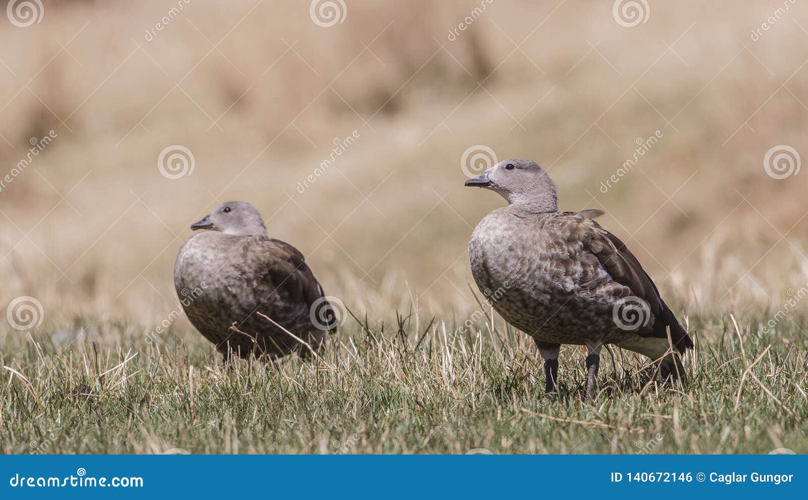 blue-winged geese in meadow
