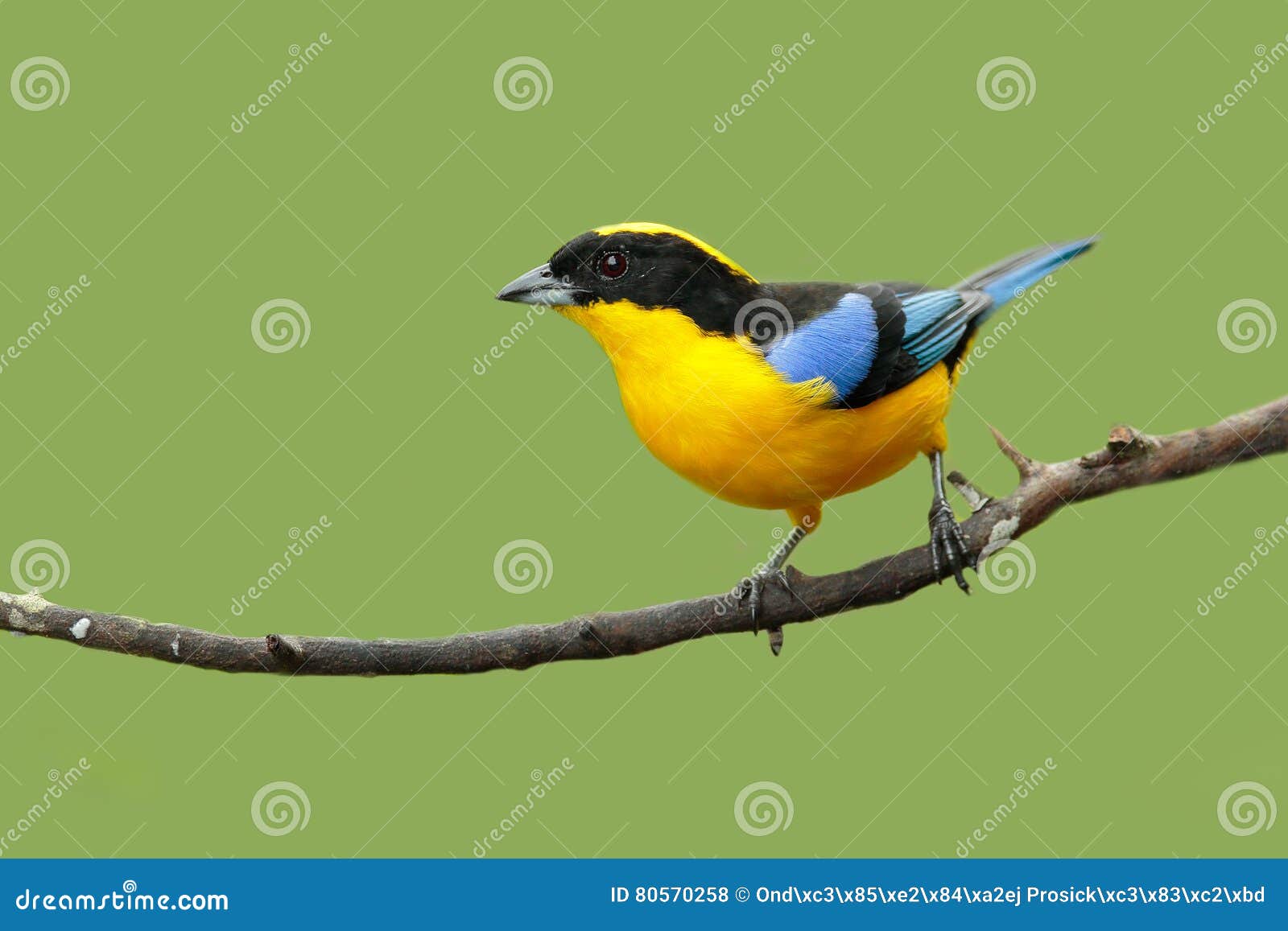 blue-winged mountain-tanager, anisognathus somptuosus, santa marta, colombia. yellow, black and blue mountain tanager, sitting on