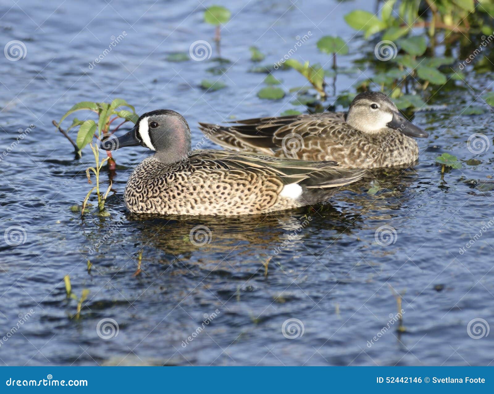 Bluewinged Teal Ducks stock photo. Image of teal, water 52442146