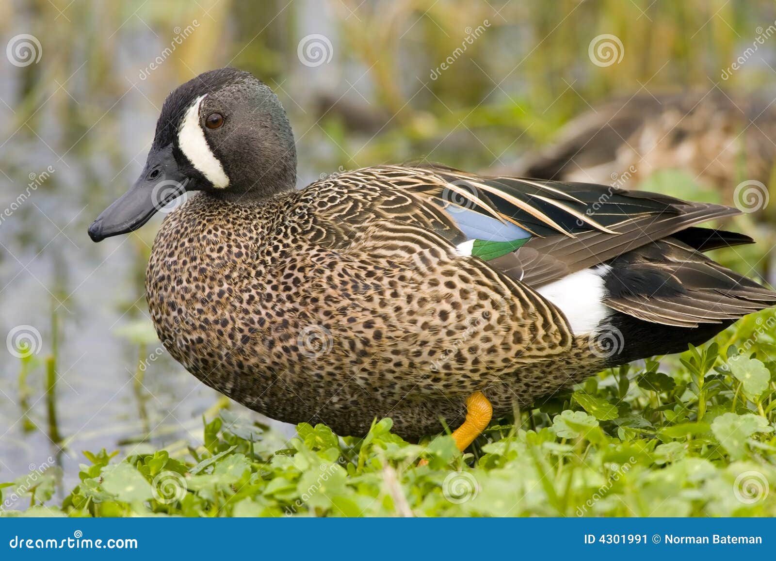 blue-winged teal resting