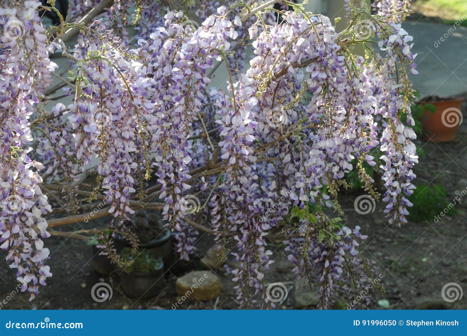 Blue wisteria blooms stock photo. Image of weeping, flowering 91996050
