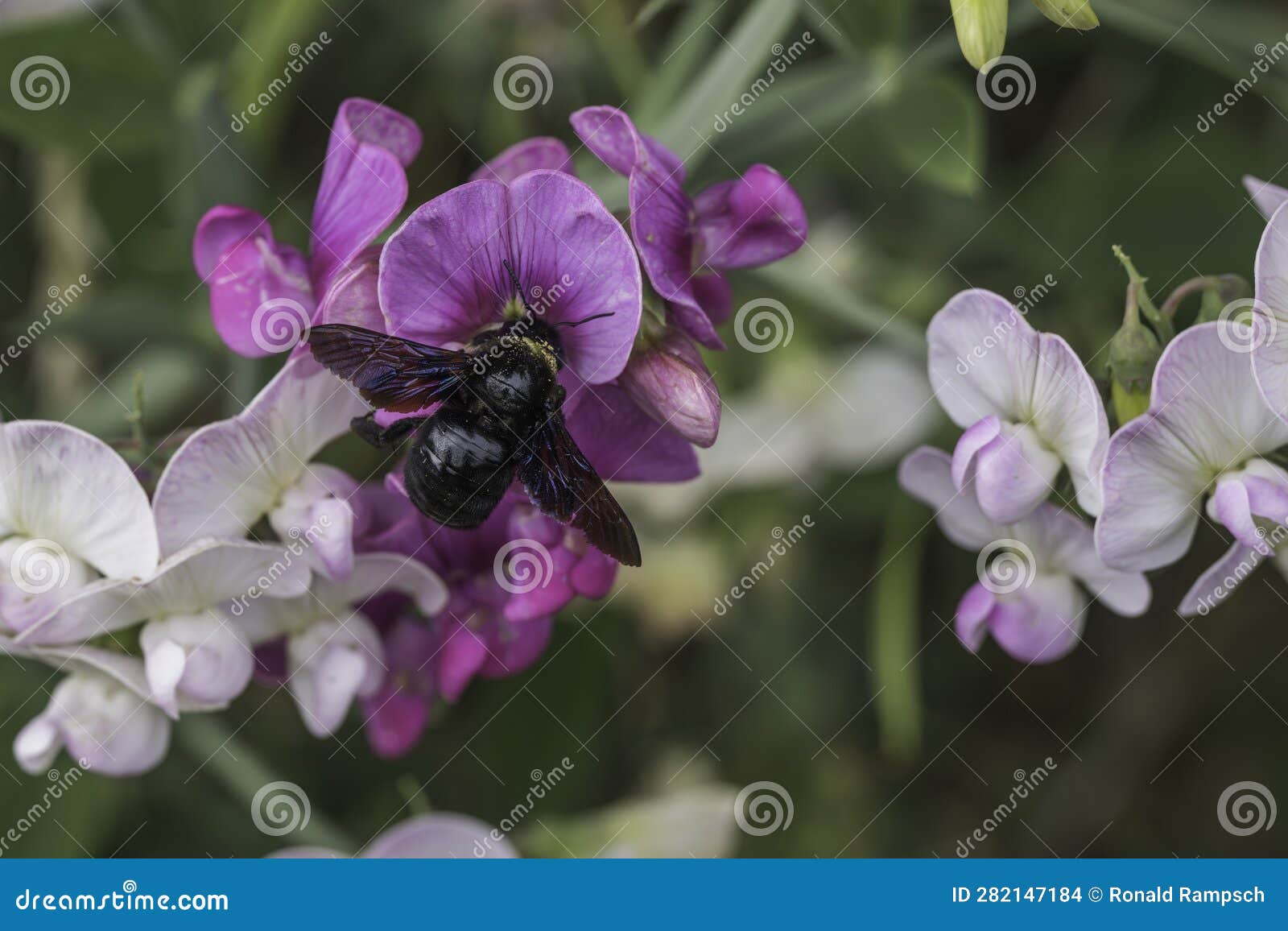 A Blue Wood Bee on a Flower Stock Photo Image of summer, spring