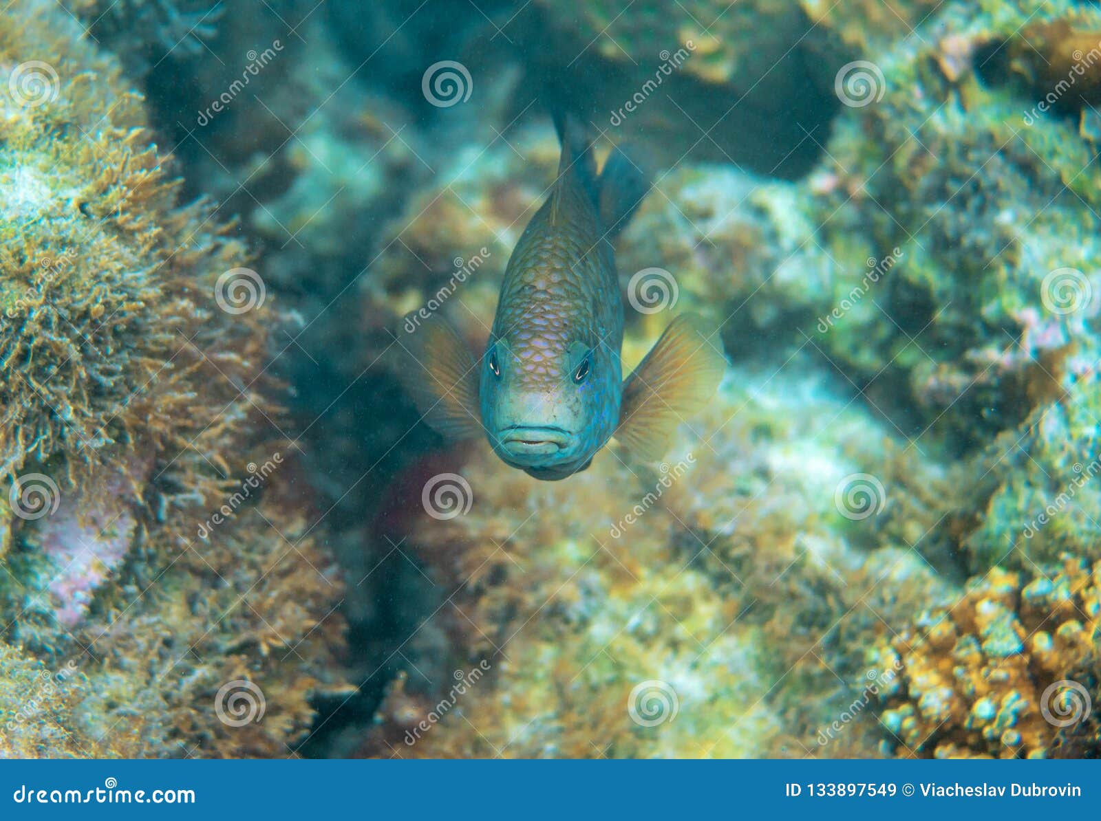 Blue Wrasse Closeup. Coral Reef Underwater Photo. Tropical Fish in ...