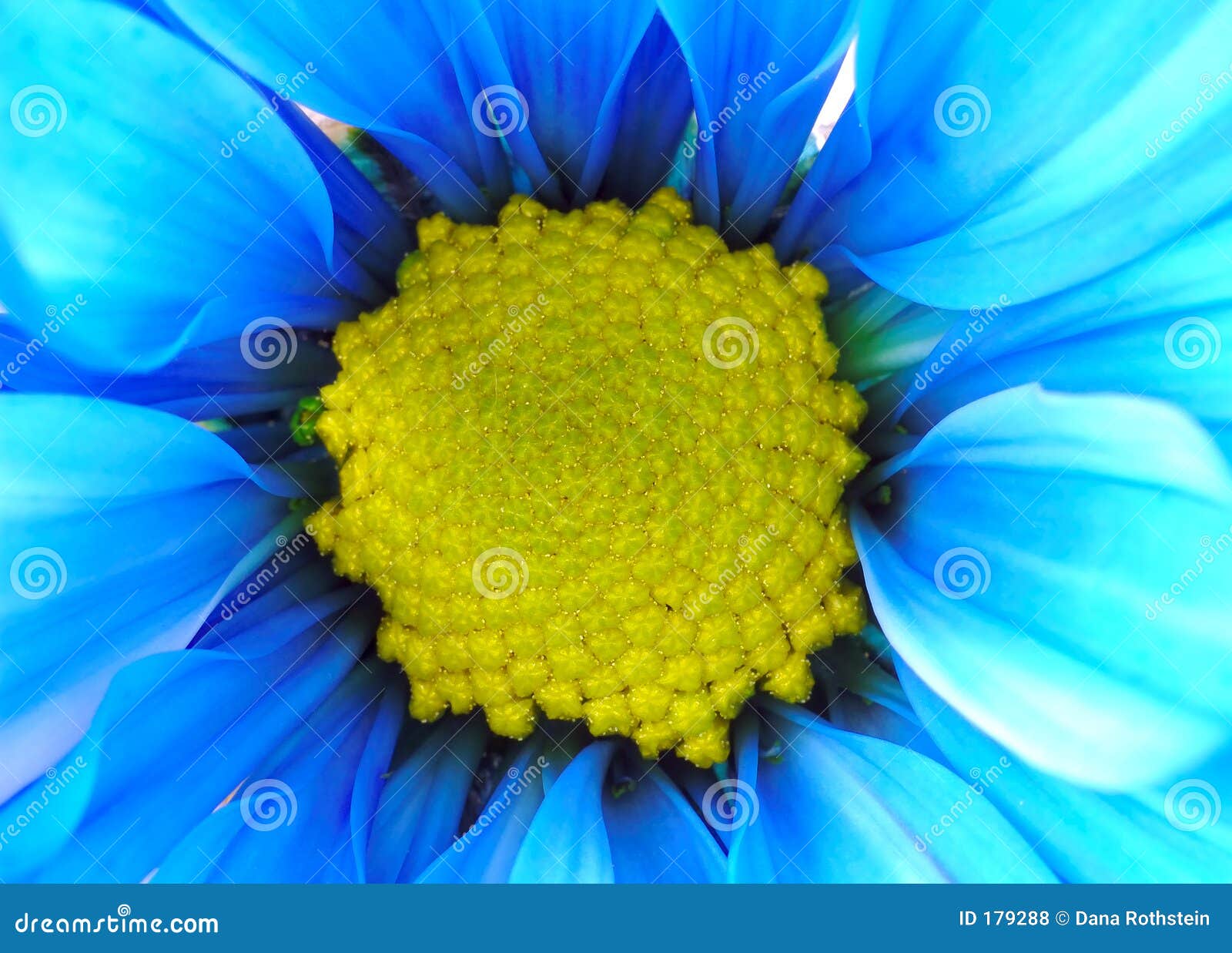 Blue and Yellow Flower stock photo. Image of pollen ...