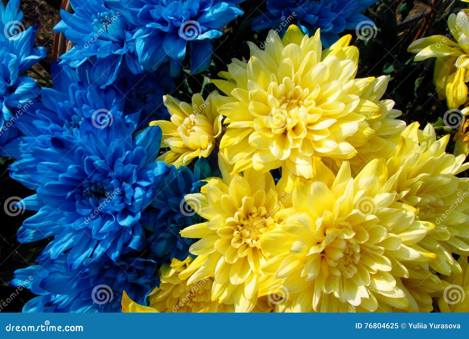 Blue and Yellow Flowers Colored Like Ukrainian National Flag Stock ...