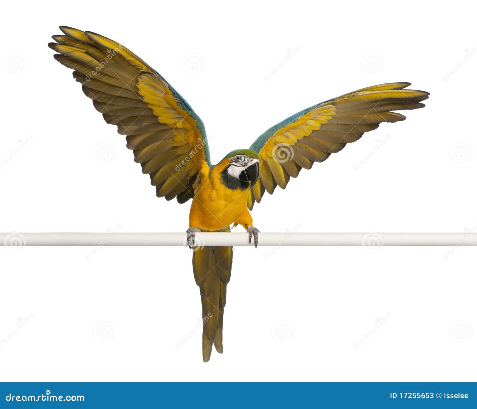 blue and yellow macaw, ara ararauna