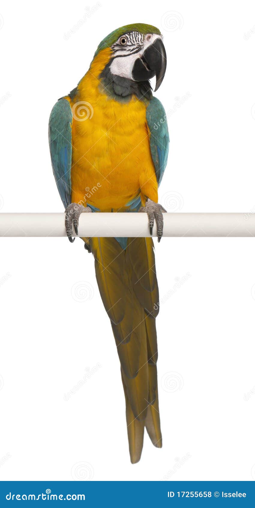 blue and yellow macaw, ara ararauna