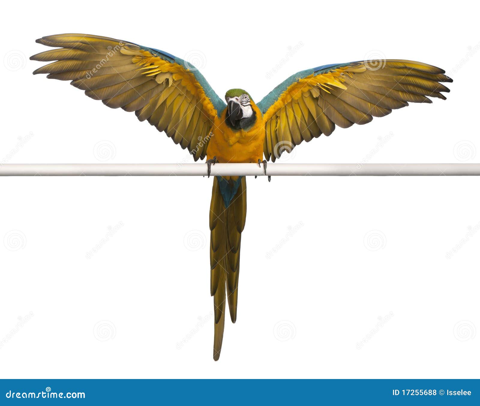 blue and yellow macaw, ara ararauna