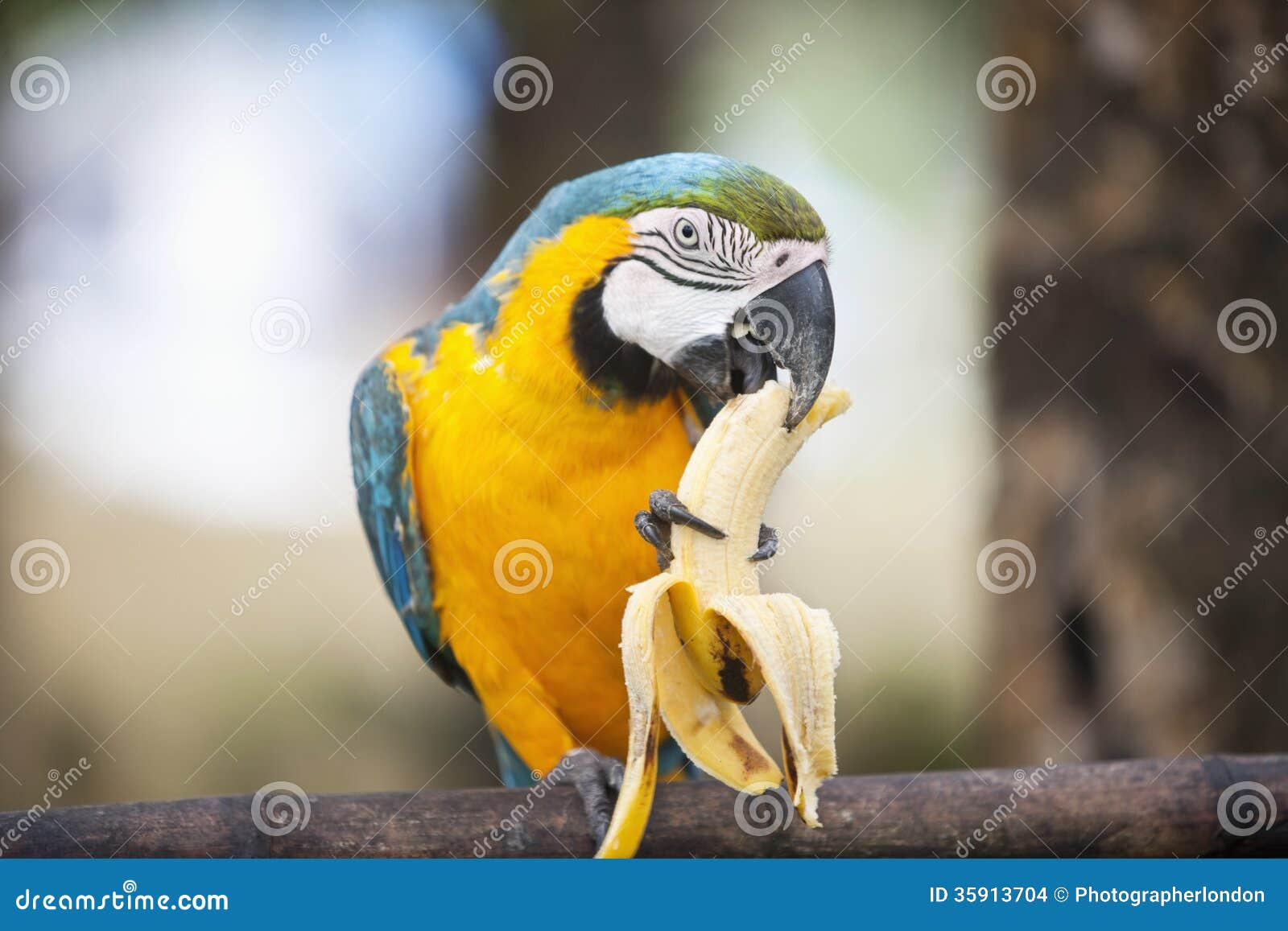 blue and yellow macaw eating banana, boracay, philippines